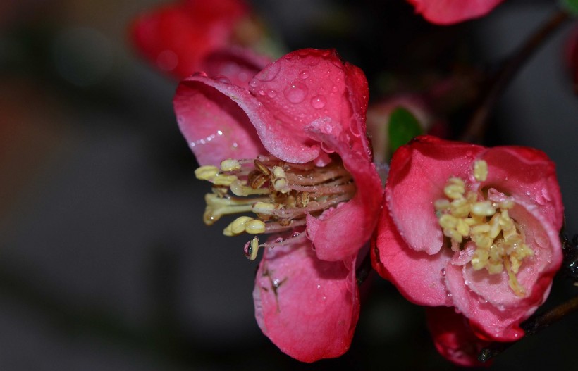 粉嫩的贴梗海棠花卉图片