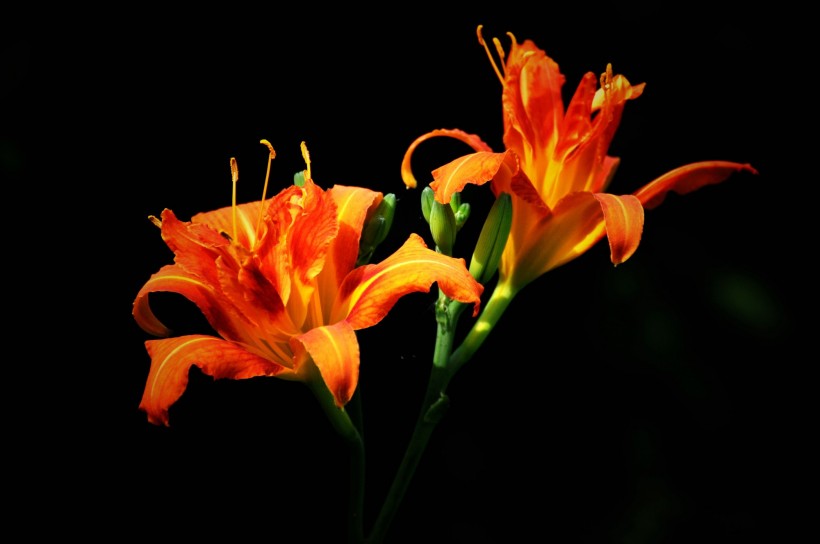 橙色萱草花图片