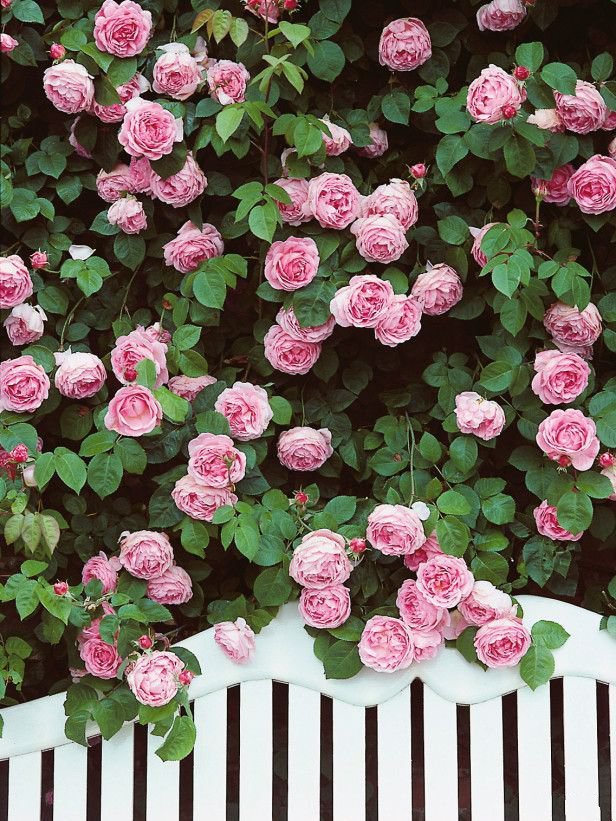 还在藤蔓上开的明媚嫣然的玫瑰花图片欣赏