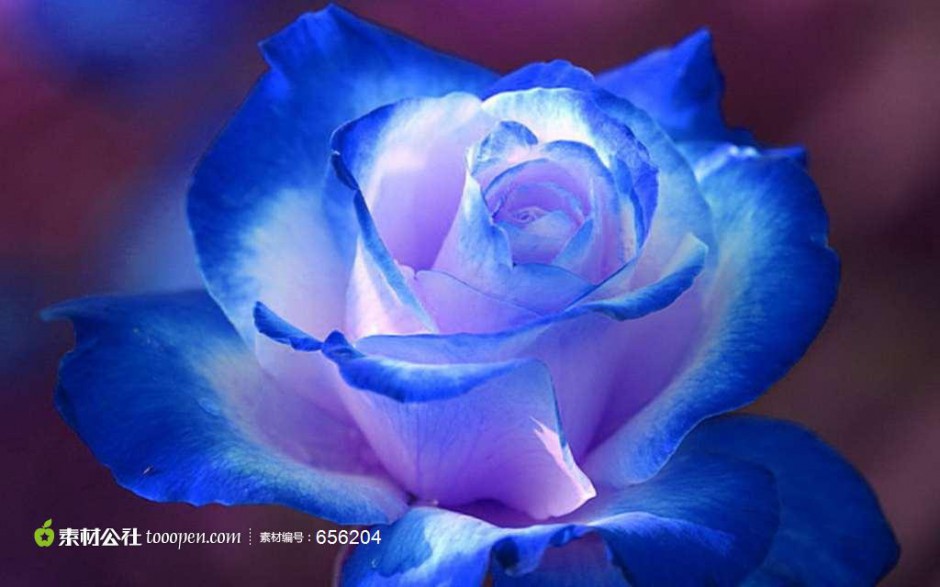 梦幻唯美的蓝色玫瑰花图片