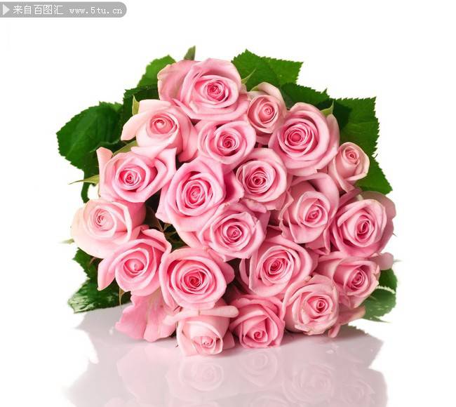 唯美淡雅的粉玫瑰背景图片
