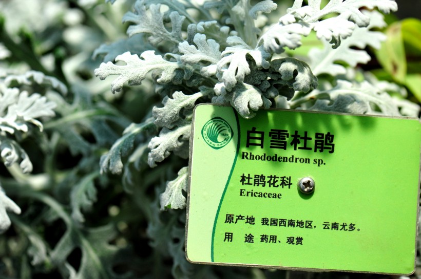 广州华南植物园花卉图片