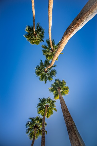 笔直的椰子树图片