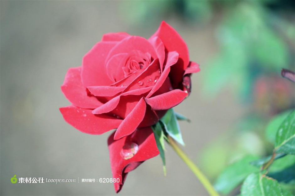 娇艳的玫瑰花唯美图片