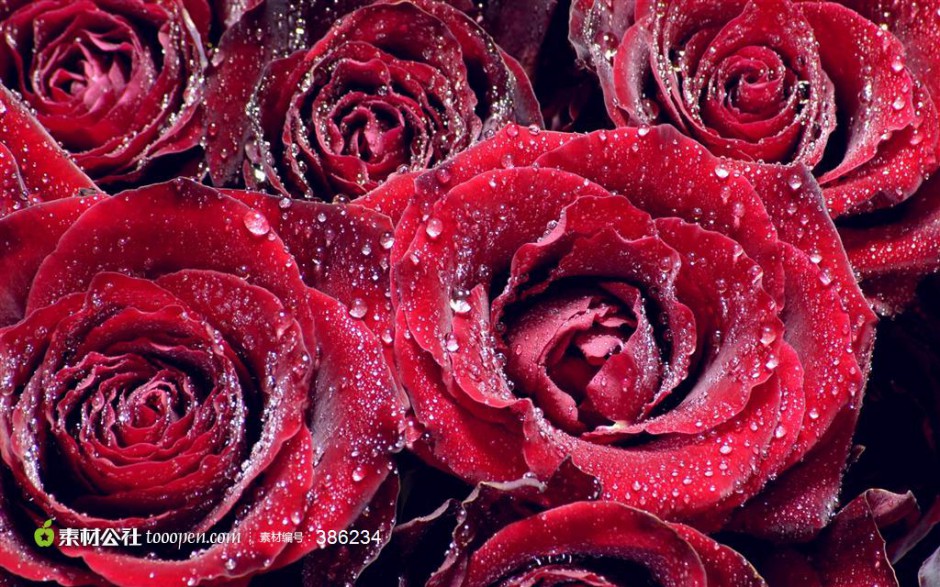 红玫瑰背景素材娇艳欲滴