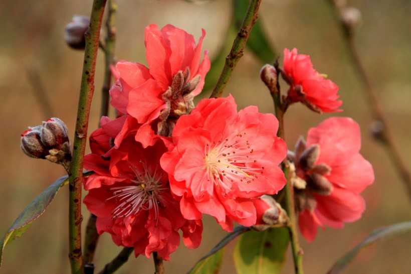 红色桃花图片