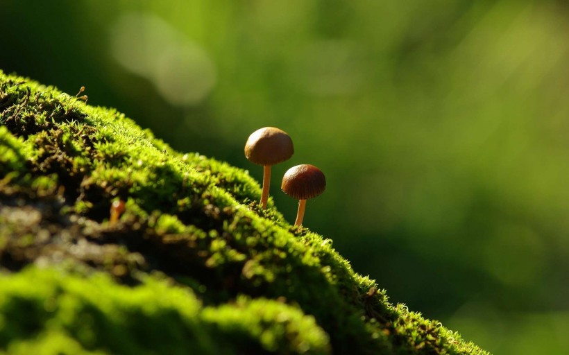 山上野蘑菇图片