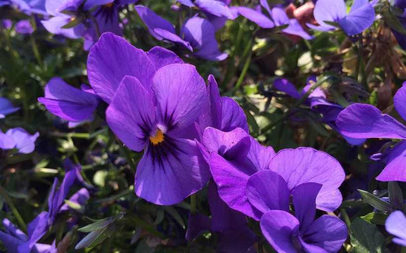 紫色三色堇图片