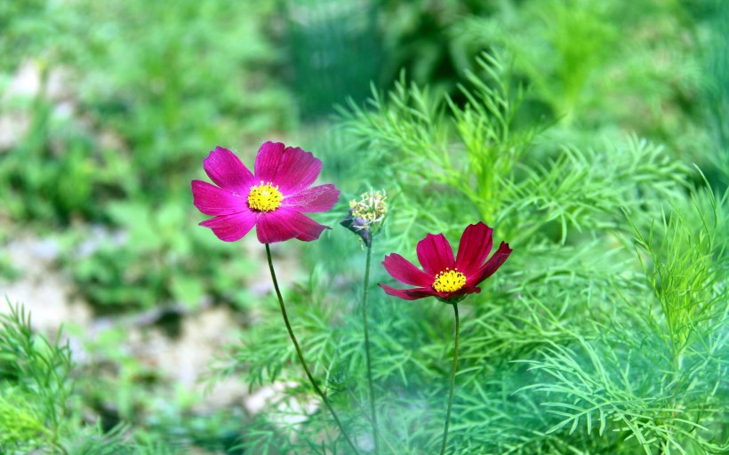 清新波斯菊花卉图片