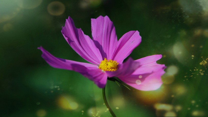 多彩的大波斯菊花卉图片