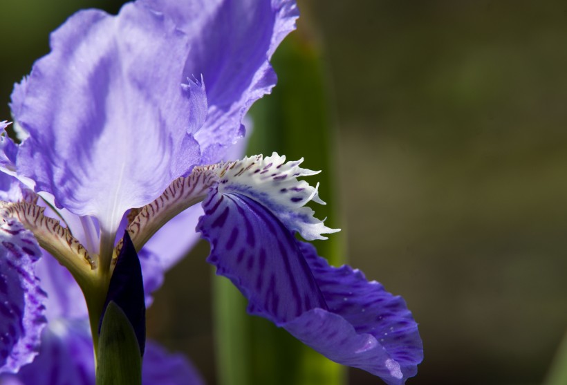 紫色鸢尾花卉图片