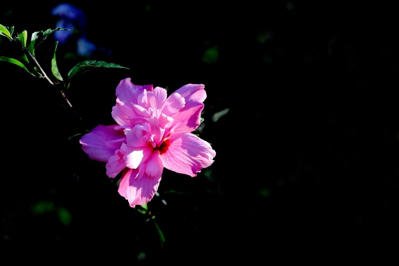 淡紫色木槿花图片