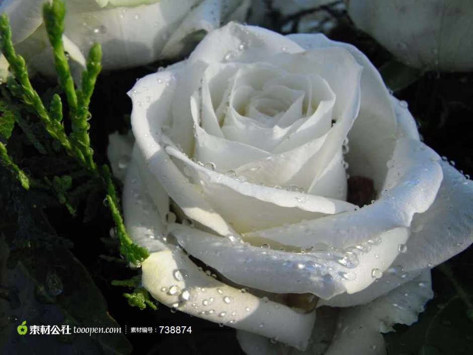 白玫瑰的水珠高清图片下载