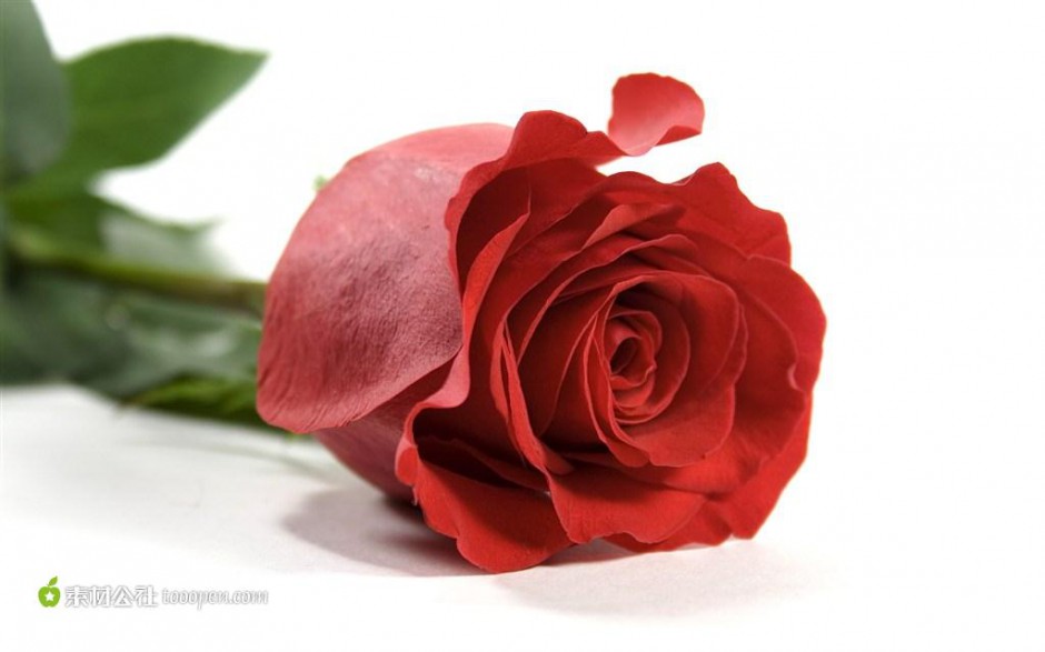 一枝独秀浪漫情人节红玫瑰唯美素材