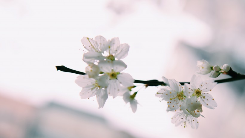 香气扑鼻的白梅花图片