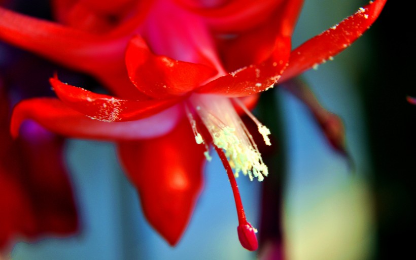 蟹爪莲花卉图片