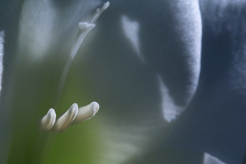 白色唐菖蒲花卉图片