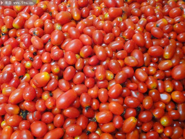 新鲜的野生小番茄图片