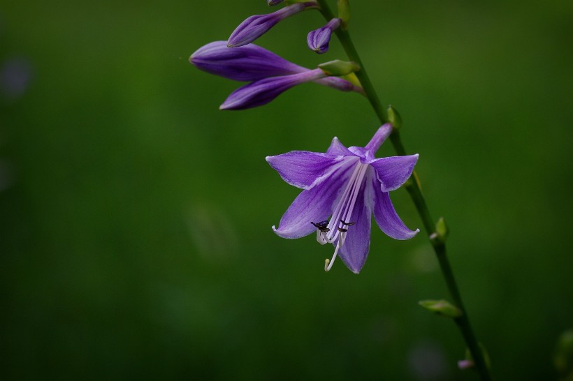 紫玉簪图片