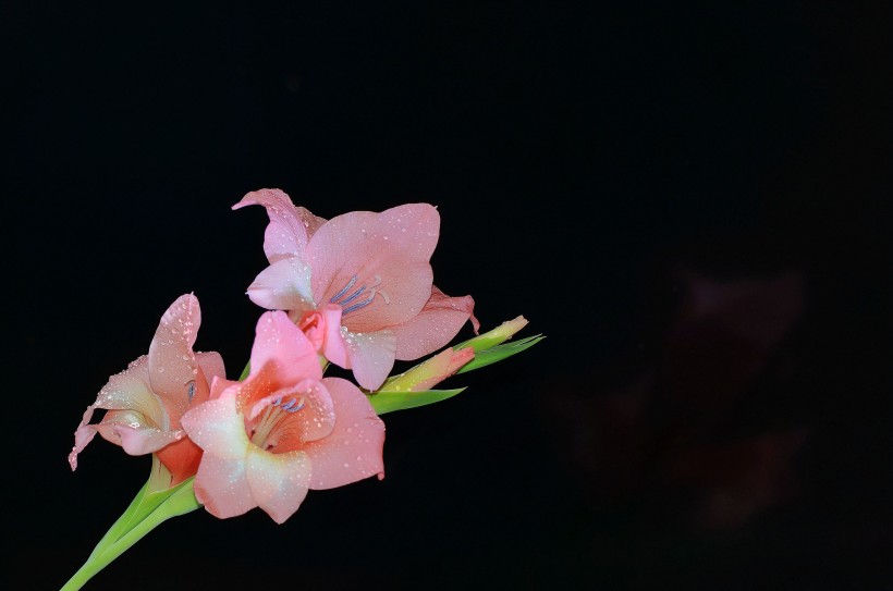 粉色唐菖蒲花卉图片