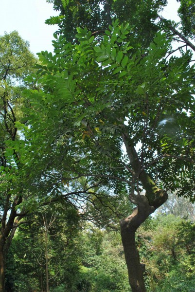 乌榄植物图片