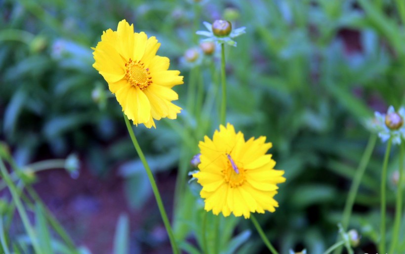 黄色金鸡菊花卉图片
