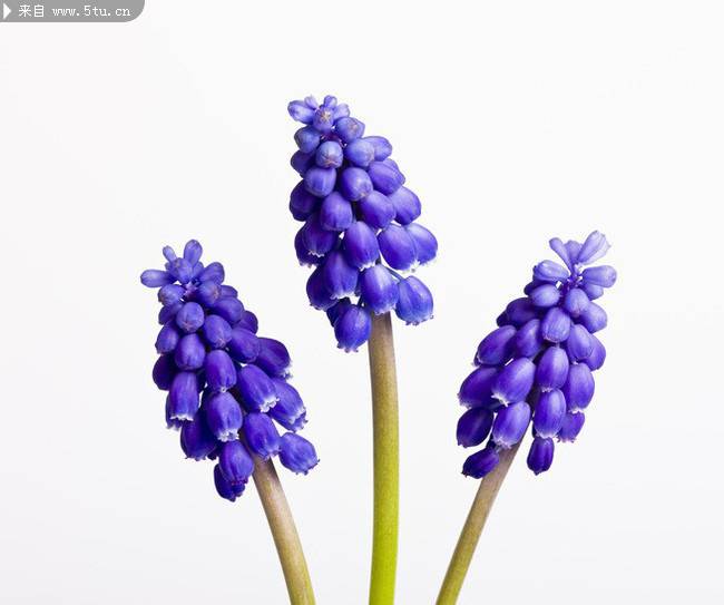 蓝紫色唯美花朵图片素材
