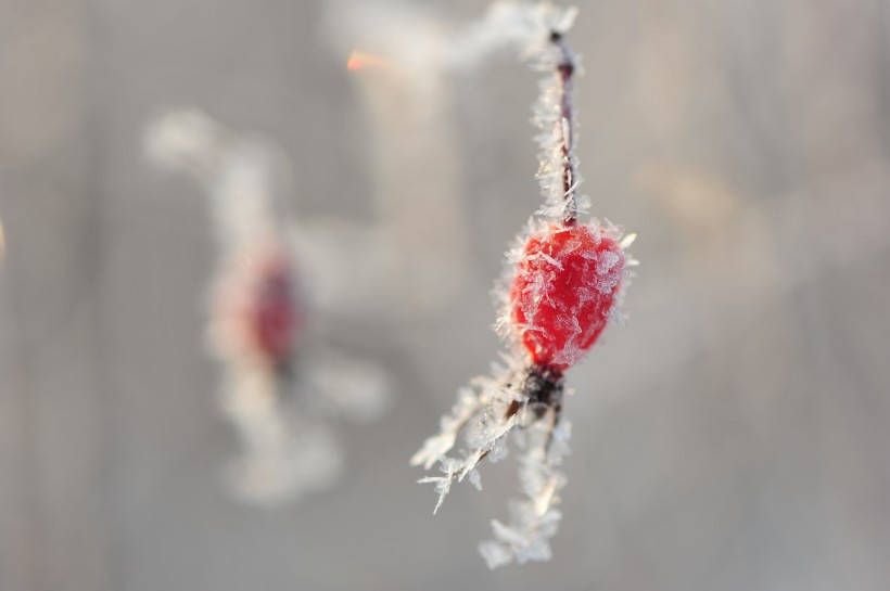 冬季挂霜红果图片