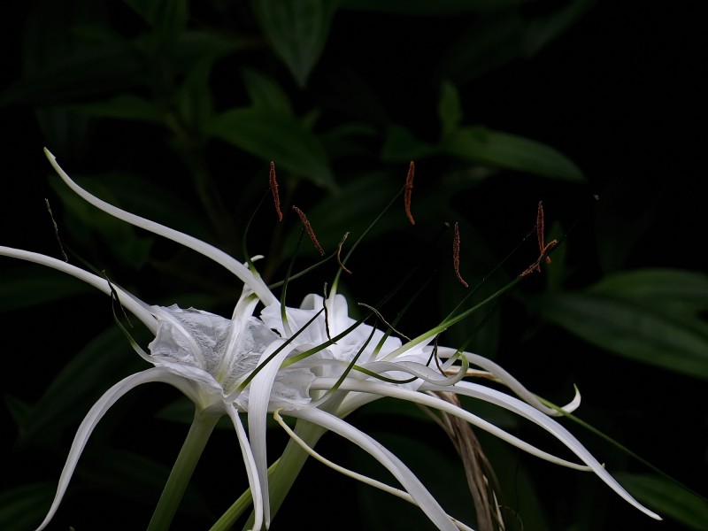 白色蜘蛛兰图片