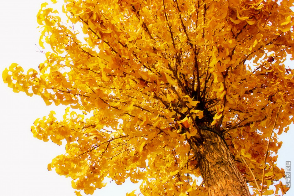 秋天精美银杏树叶特写图片