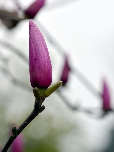 含苞待放的紫玉兰图片