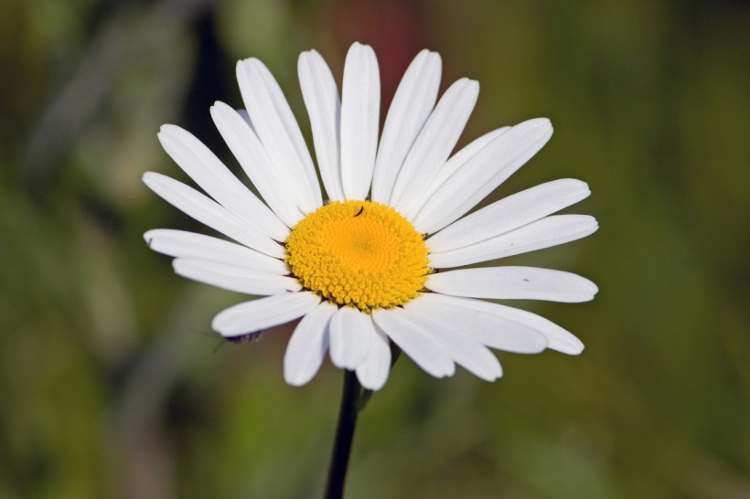 白色雏菊花卉图片