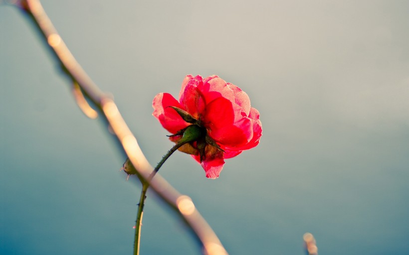 美丽的蔷薇图片