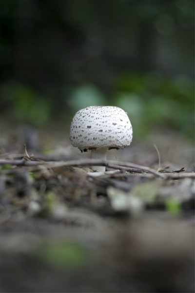 神秘的蘑菇图片