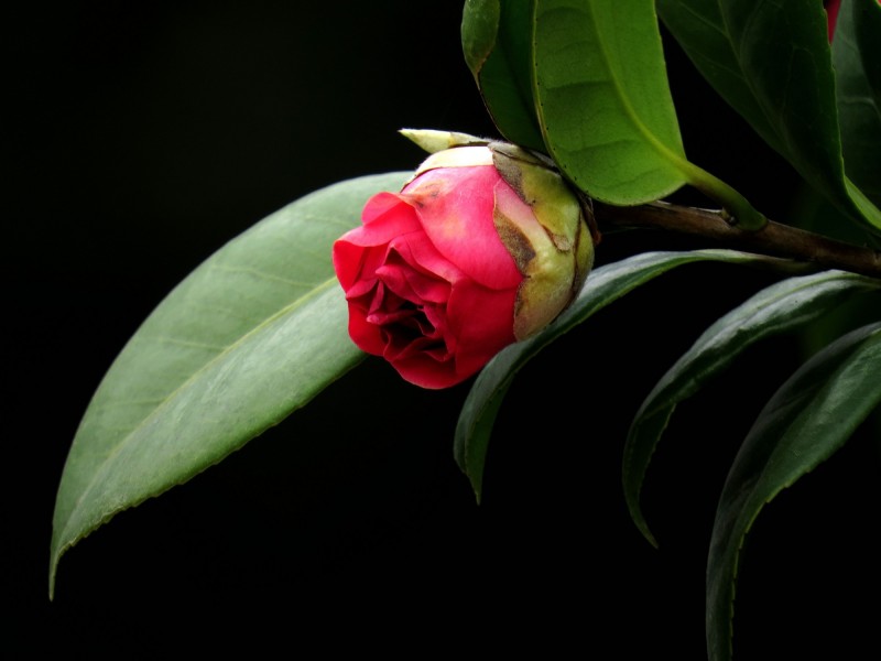 红色茶花图片 