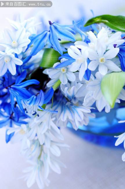 唯美蓝色鲜花背景图片