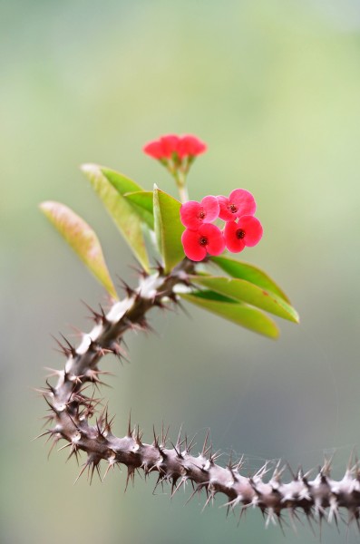 个性虎刺梅花卉图片