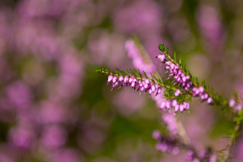 紫色石楠花图片