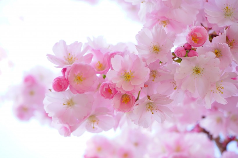 淡雅清新的樱花图片