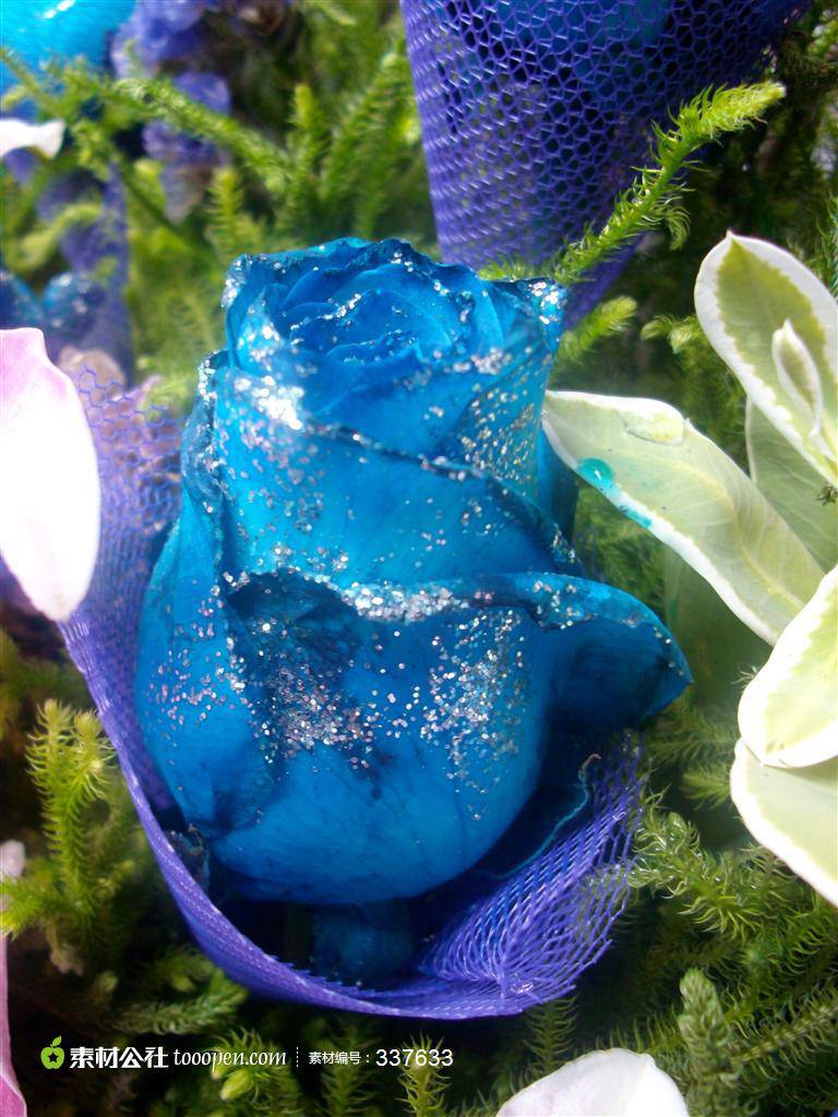 惹人喜爱的蓝色玫瑰花图片