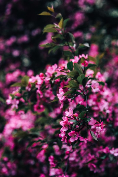清新的粉红色花朵图片