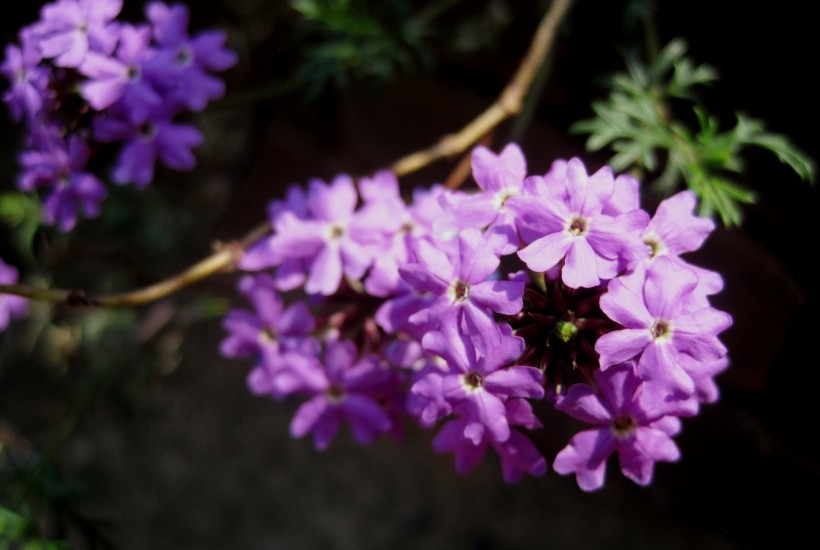 紫色欧石楠花卉图片