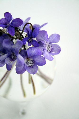 一组有意境感的紫色花花图片欣赏