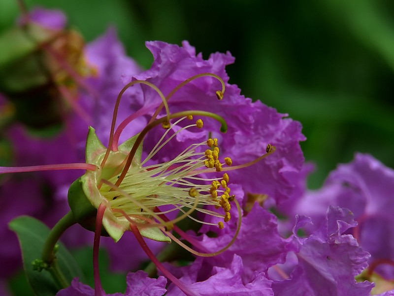 紫薇花蕊微距图片