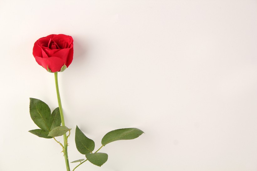 妖艳的红玫瑰图片
