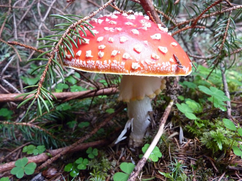生长在地上的一只红色毒蘑菇图片
