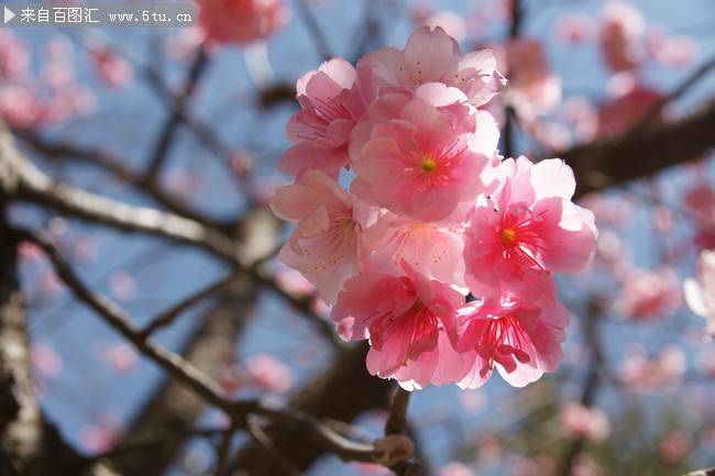 日本樱花超清唯美特写图片