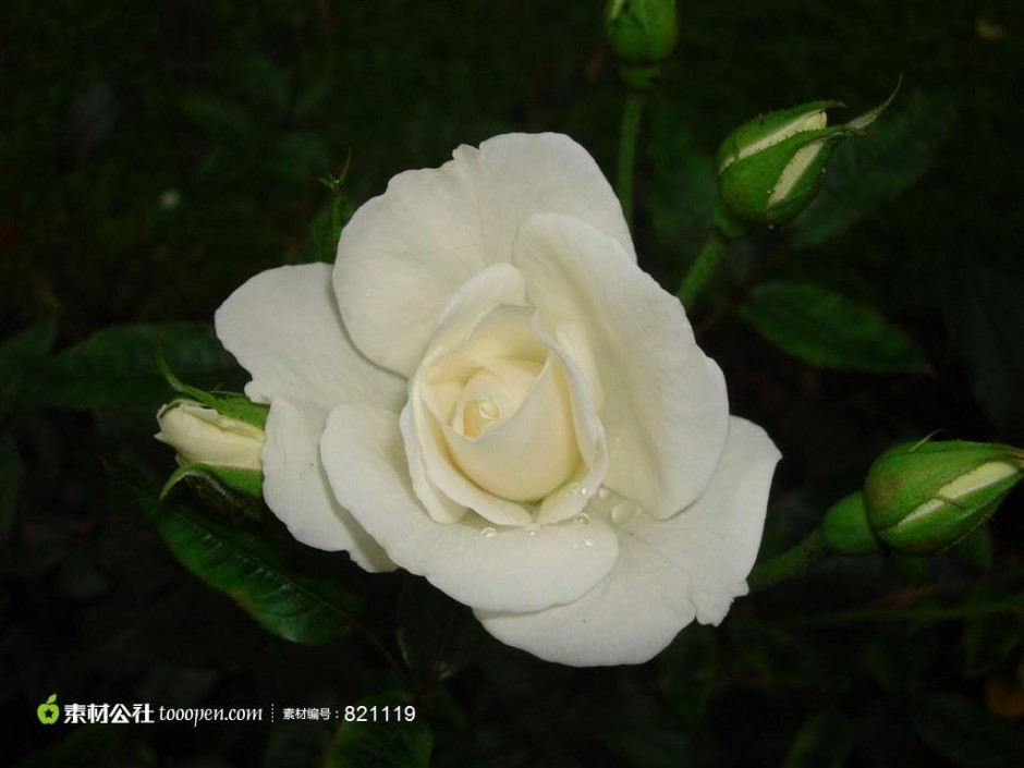 纯真唯美的白玫瑰高清图片