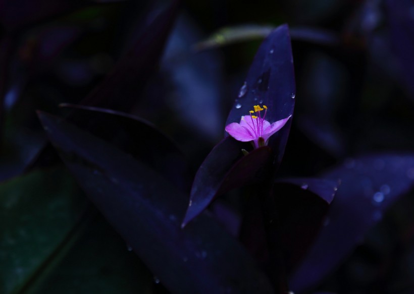 紫竹梅图片