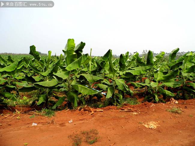 农村种植的香蕉幼苗图片